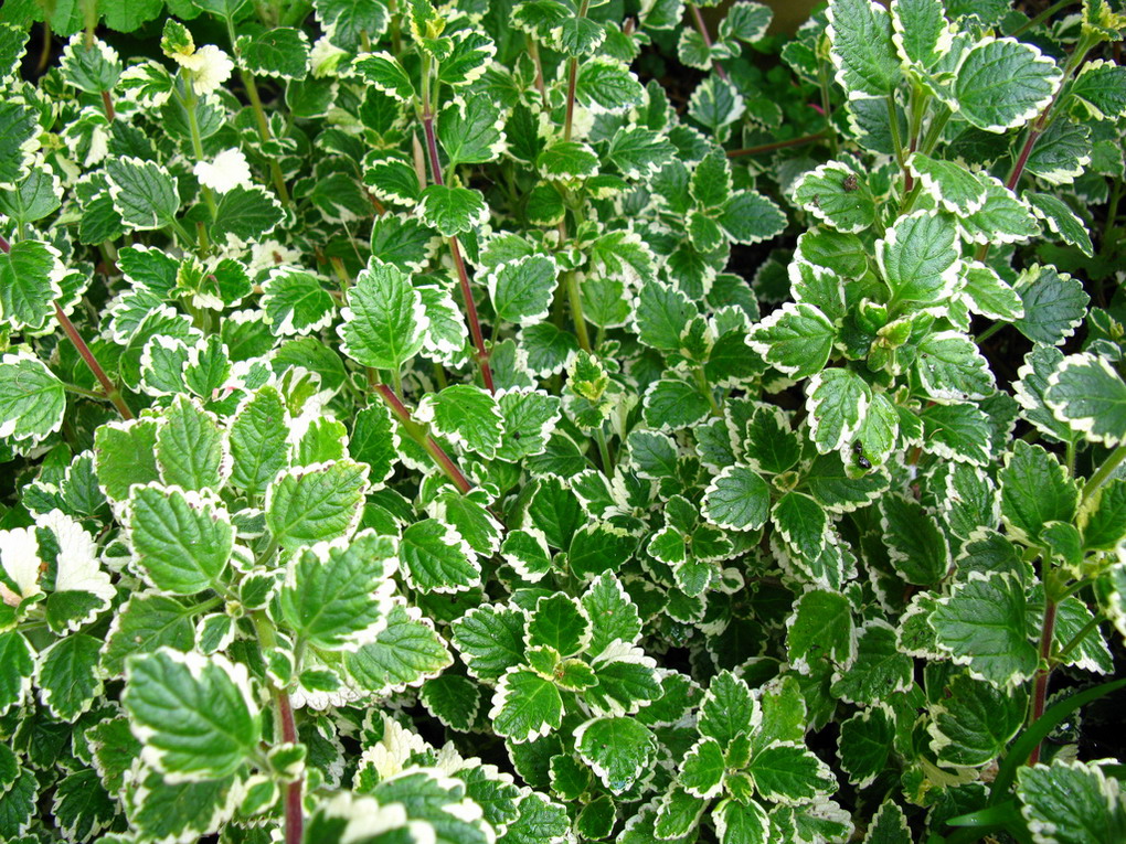 Marginatus
